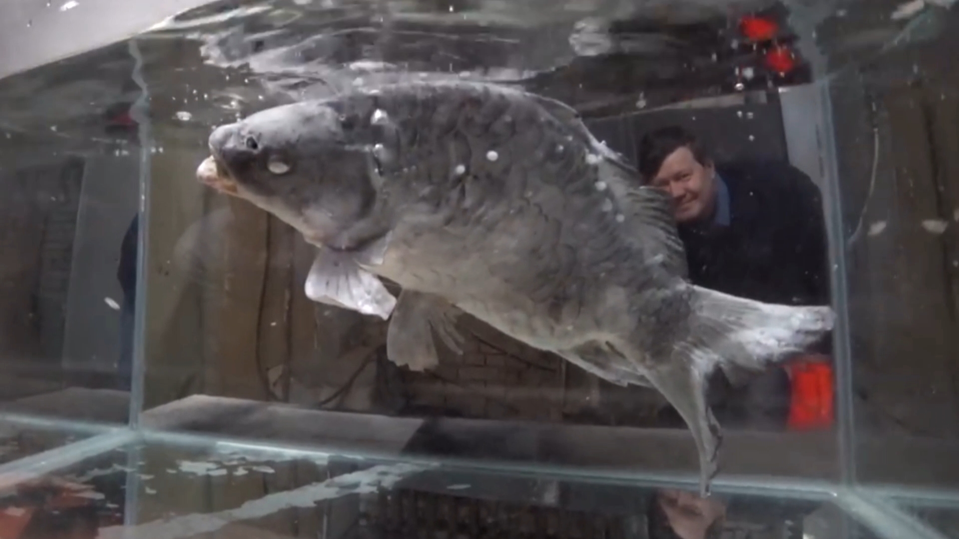 Эксперимент Жидкий азот VS Живая рыба смотреть онлайн