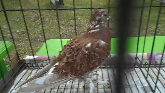 КУДРЯВЫЕ ГОЛУБИ /часть1 смотреть онлайн