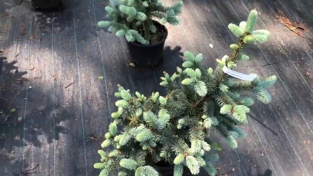 Выбираю растения себе в САД. Погуляем по питомнику вместе? смотреть онлайн