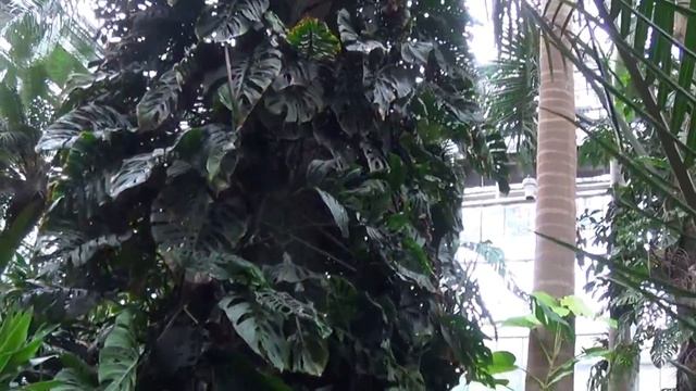 DC Trip (including Blooming Titan Arum) Pt. 4 смотреть онлайн