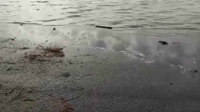 О подъеме уровня воды в реках предупредили жителей СКО смотреть онлайн