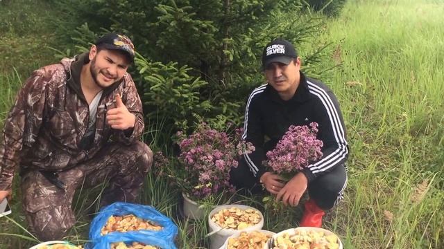 Маслята в Татарстане 2015