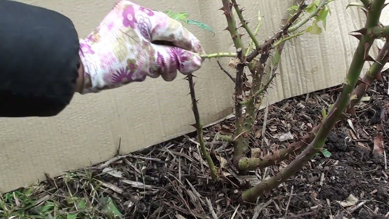 Когда надо обрезать и укрывать розы . смотреть онлайн