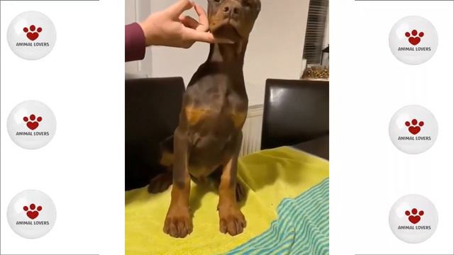 DOBERMAN BEBES cachorros de doberman 🐾 смотреть онлайн