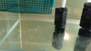 Меченосцы дали потомство Гуппи родила Много мальков