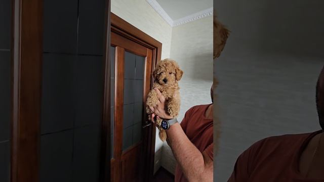 открыта продажа мальчик миниатюрный пудель 55 000р смотреть онлайн