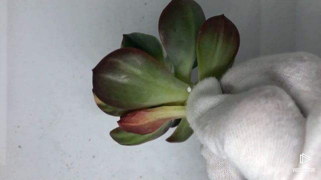 Echeveria Blue Metal Variegated (p) смотреть онлайн