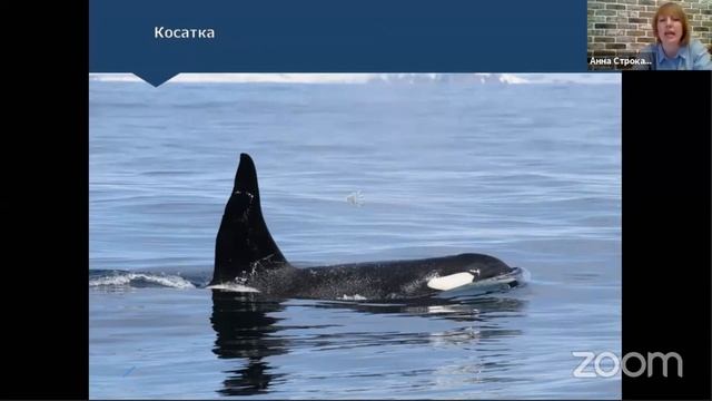 Заповедный урок "Морские млекопитающие Командорского заповедника" смотреть онлайн