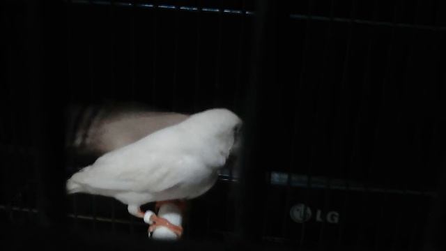 Придумывайте имена (клички) для амадин! смотреть онлайн