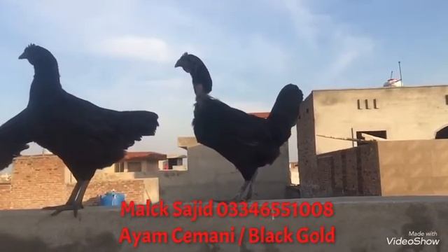 Ayam cemani eggs and chicks Available смотреть онлайн