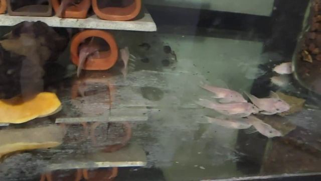 Наши производители L-144 Snow White (с белым геном) смотреть онлайн