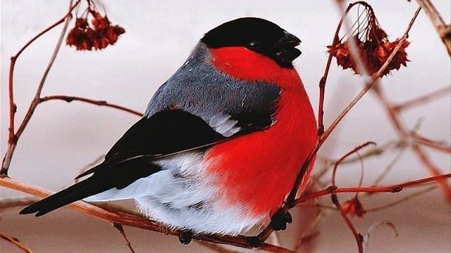 Зима Удивительные птицы снегири смотреть онлайн