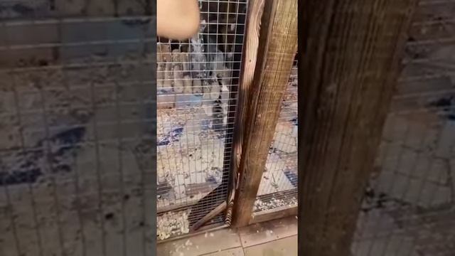 Это ЛЕМУР,а не енот! смотреть онлайн