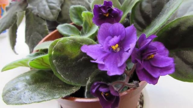 Как омолодить старую фиалку? Обновление фиалки в домашних условиях. смотреть онлайн