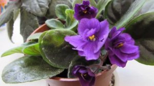 Как омолодить  старую фиалку? Обновление фиалки в домашних условиях.