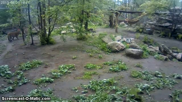 23.05.2013 Амурские леопарды. Таллинский зоопарк смотреть онлайн