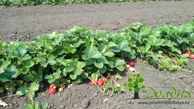 Земляника все лето. Лучшие сорта для Оренбурга. Питомник Долбня. https://www.pitomnikdolbnya.ru смотреть онлайн