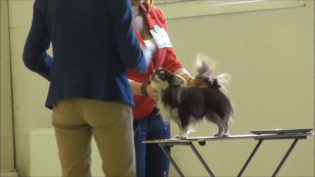 Монопородная выставка чихуахуа 01.11.2014 часть 2 ДШ+конкурсы смотреть онлайн