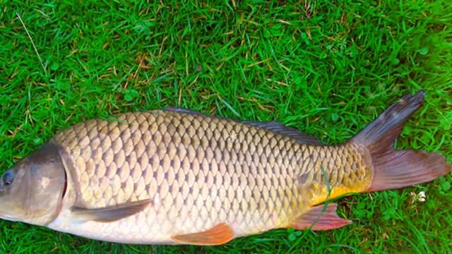 САЗАН ПОЛЬЗА И ВРЕД | рыба сазан описание, чем отличается карп от сазана, рыба сазан калорийность