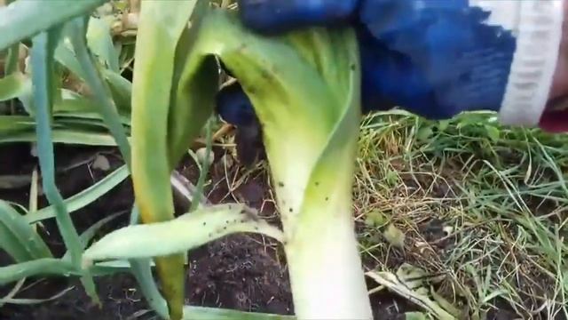 Лук Порей от А до Я. Посадка, Урожай, Хранение смотреть онлайн