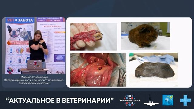 Болезни ЖКТ грызунов и экзотический животных смотреть онлайн