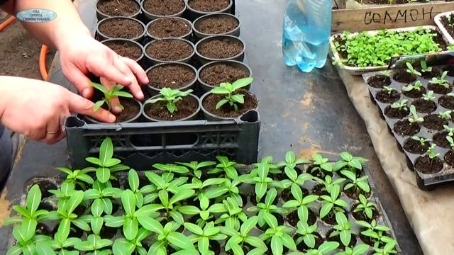 Катарантус - рассаде 2 месяца после посева, что делать? смотреть онлайн