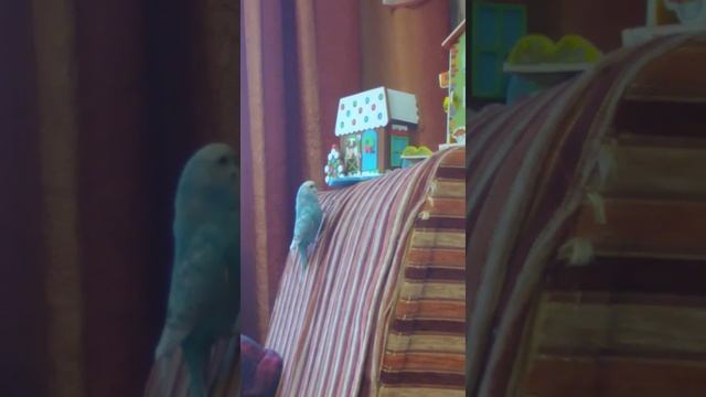 Папуга сдвигает дом!!!?????