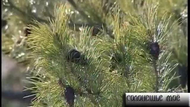 Солонешье мое.avi смотреть онлайн