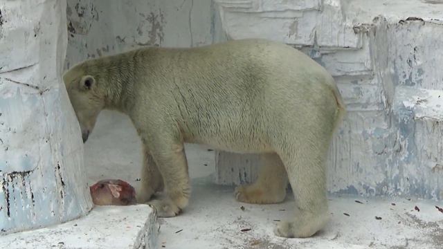 苦(落雷)あれば楽(ご馳走)あり💗ホウちゃん、贅沢な氷詰めのお食事【天王寺動物園】 смотреть онлайн