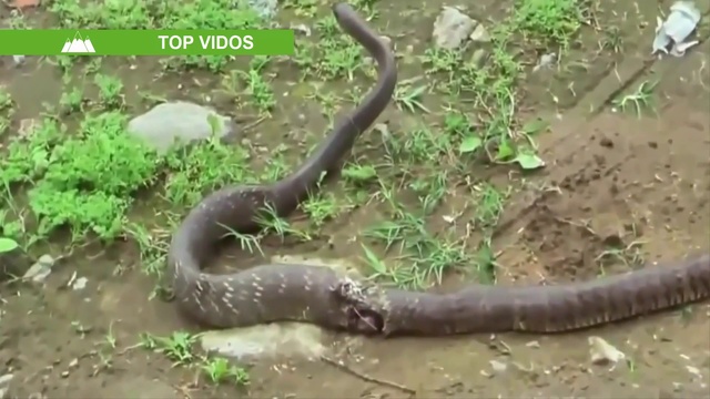 Собаки против Змей. смотреть онлайн