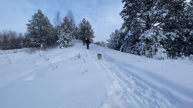 Тест. Лыжи Таежные 200мм с камусом : полное покрытие и полоса 6см. смотреть онлайн