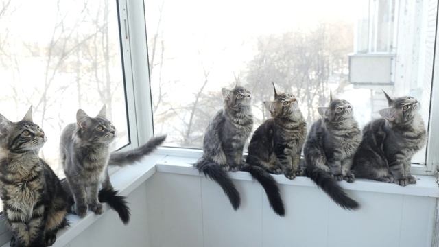 Игривые котята породы Мейн-Кун в возрасте 3-х месяцев,3-х недель смотреть онлайн