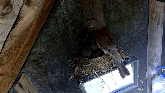 Птенцы дрозда?Пение птиц. Дрозды? смотреть онлайн