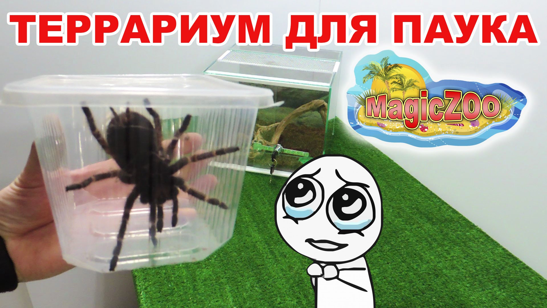 Как сделать террариум для паука птицееда. Террариум для паука своими руками. DIY. смотреть онлайн