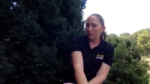 Gabis Arboretum Facebook Live Q&A: Gardening смотреть онлайн