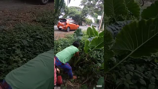 #AlocasiaElephantEarPlants #Badyang / Lnspired Of Gretchen Fullido's Post, Nang Hunting Tuloy Nyan😂