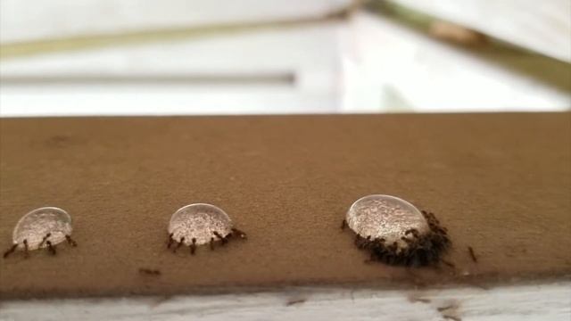 Terro Ant Killer - The LIQUID Ant Killer