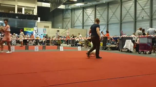 IDS LOMMEL (BELGIUM) 2019 VLOG #20 смотреть онлайн