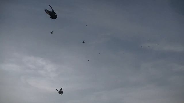 Николаевские голуби - вид сбоку смотреть онлайн