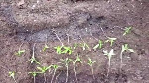 Пикировка томатов в теплице без подогрева