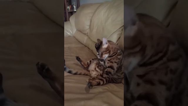 Бенгальский кот умывается. смотреть онлайн