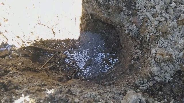 16. На Ямале ЛЕТО!!! Сажаю рассаду томатов на улице (в парник) что класть в лунки. 13.06.18 смотреть онлайн