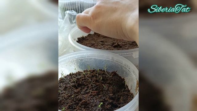 САЖАЮ ПЕТУНИЮ ПО КИПЯТКУ - ДРУЖНЫЕ БЫСТРЫЕ ВСХОДЫ. смотреть онлайн