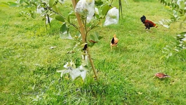 A Beautiful Guava Garden In Bangladesh || Jahid Agro Food смотреть онлайн