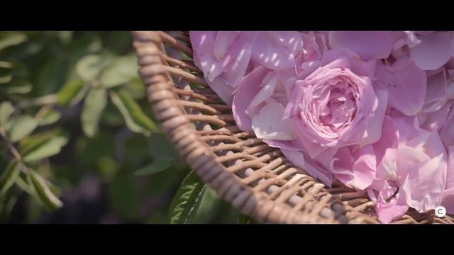 Centifolia Eclat De Rose