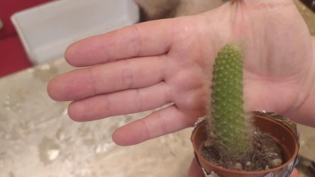 Кактус Мавп'ячий хвіст" (Cleistocactus colademononis / Hildewintera colademononis (Monkey's Tail), смотреть онлайн