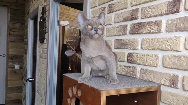 Точечка / Американская бурма / Кошка голубого окраса смотреть онлайн