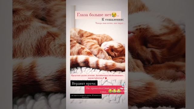 У кота нет глаза| Бедный котик| Кот из tik tok| Не везёт так не везёт смотреть онлайн