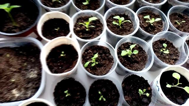 Обзор моей рассады на 16 марта. Рассада томатов, перца, петуния.