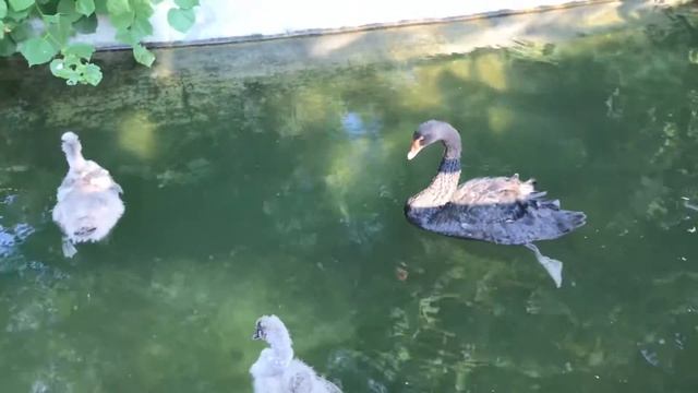 Чёрный лебедь с выводком в московском зоопарке смотреть онлайн